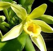 Vanilla Orchid